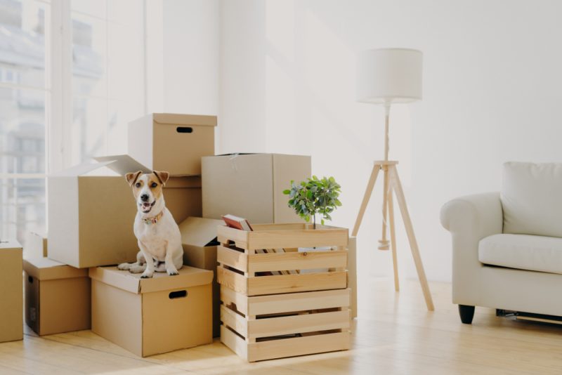 Pet Relocation e1643952917969